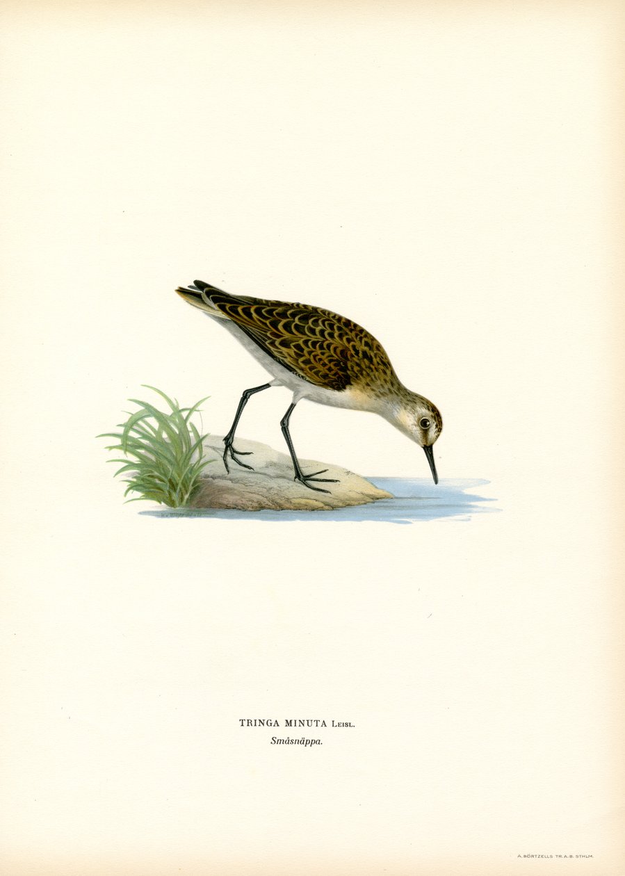 Little Stint (cor litho) de Magnus Ferdinand and Wilhelm von Wright