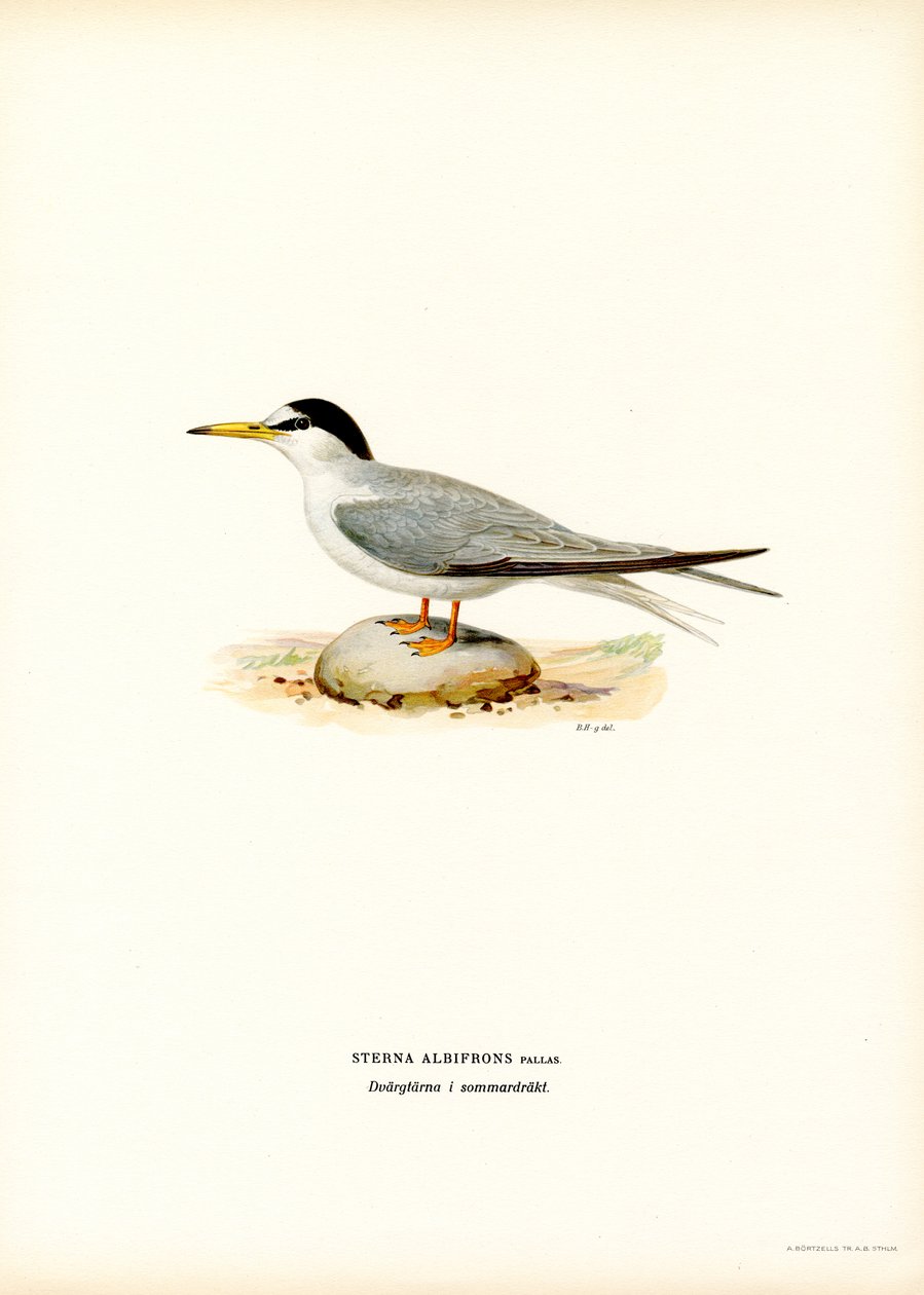 Little Tern (lito colorido) de Magnus Ferdinand and Wilhelm von Wright