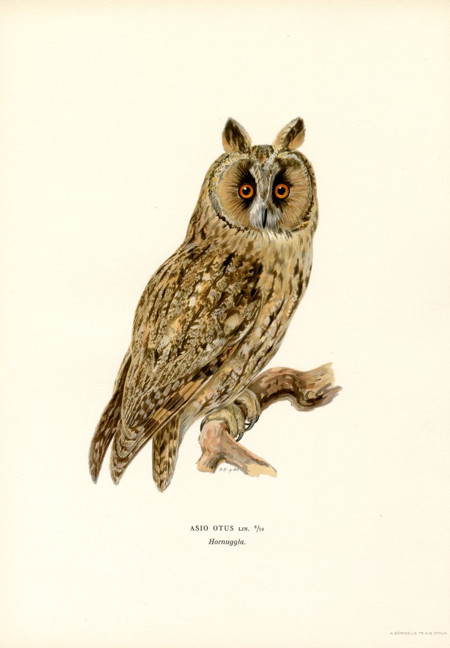Coruja de orelhas compridas (lito colorido) de Magnus Ferdinand and Wilhelm von Wright