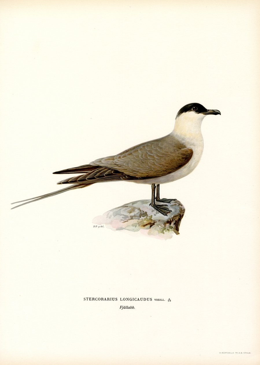 Jaeger de cauda longa (lito colorido) de Magnus Ferdinand and Wilhelm von Wright