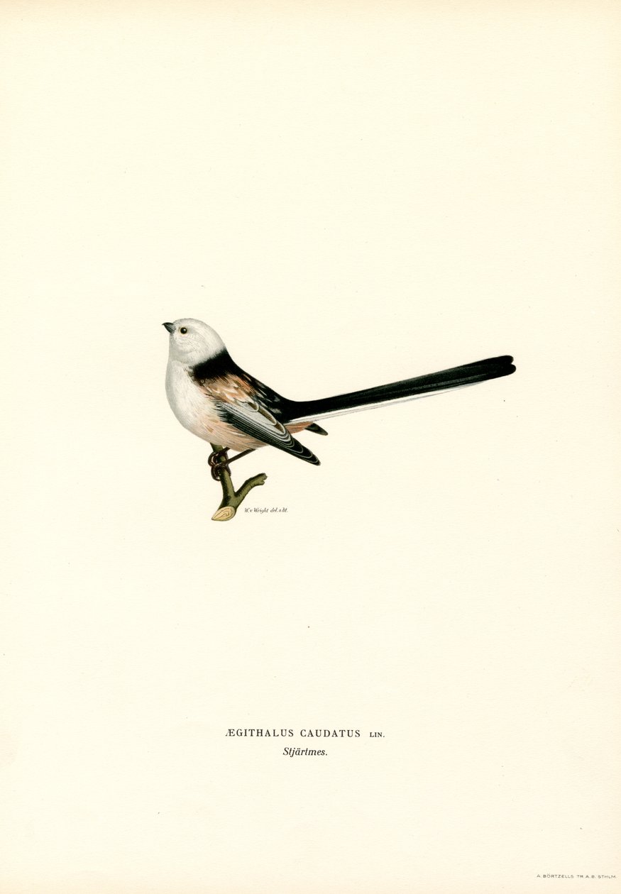 Tit de cauda longa (lito colorido) de Magnus Ferdinand and Wilhelm von Wright