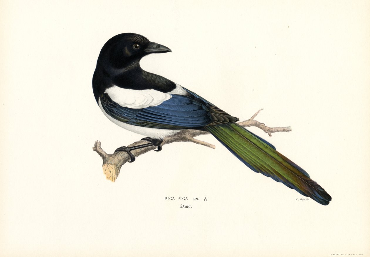 Magpie (lito colorido) de Magnus Ferdinand and Wilhelm von Wright