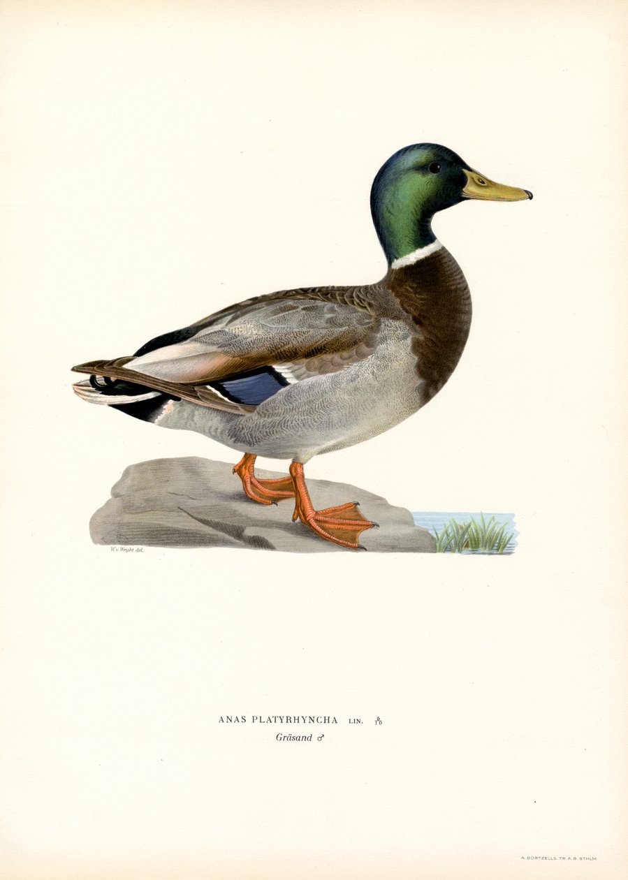 Mallard (lito colorido) de Magnus Ferdinand and Wilhelm von Wright