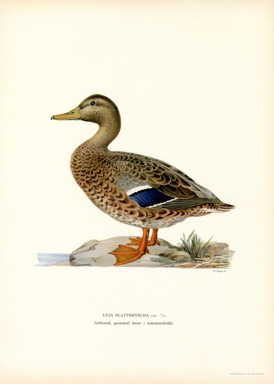 Mallard (lito colorido) de Magnus Ferdinand and Wilhelm von Wright