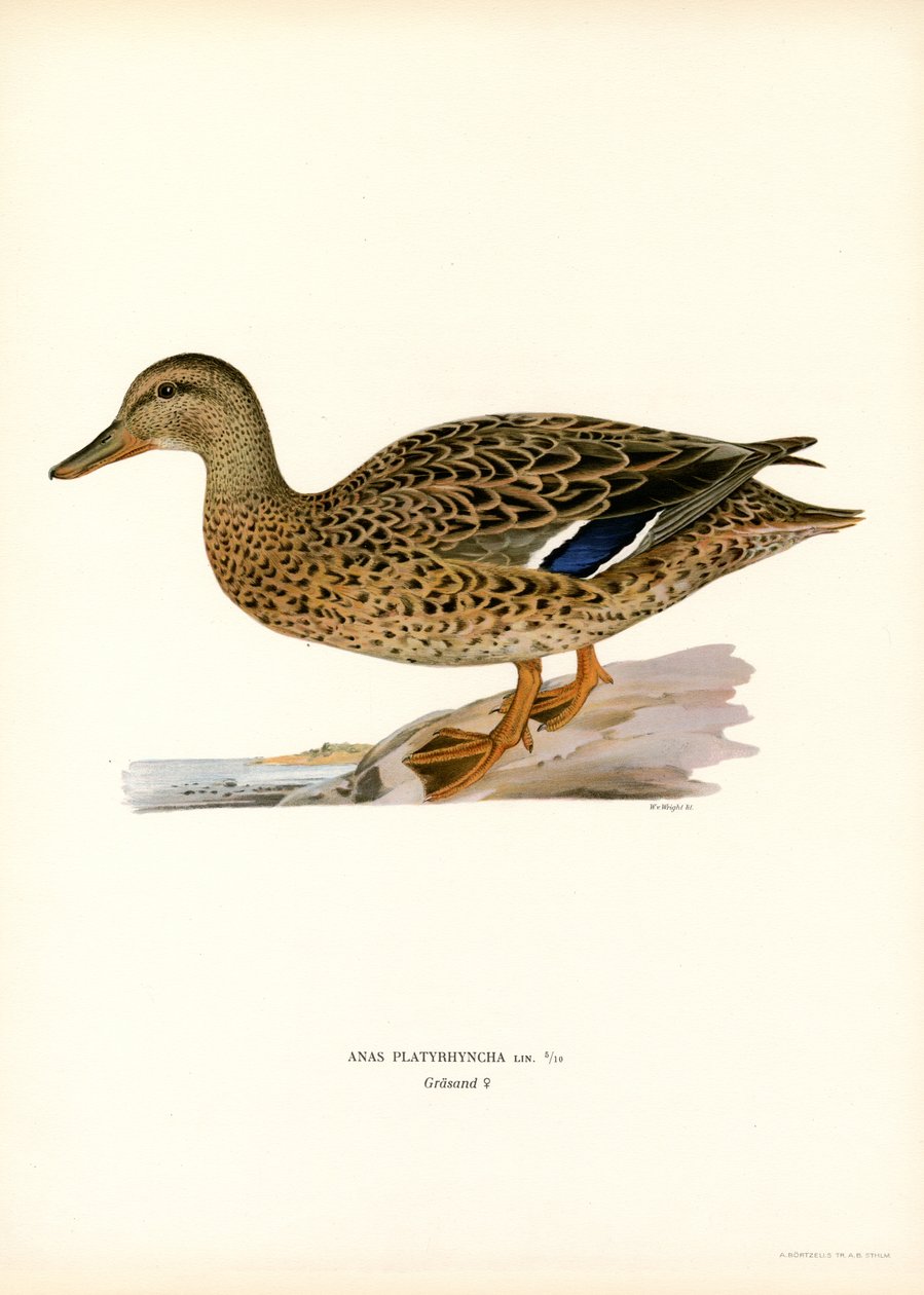 Mallard (cor litho) de Magnus Ferdinand and Wilhelm von Wright
