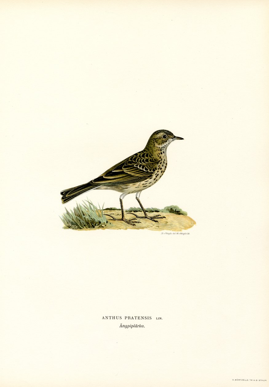 Meadow Pipit (cor litho) de Magnus Ferdinand and Wilhelm von Wright