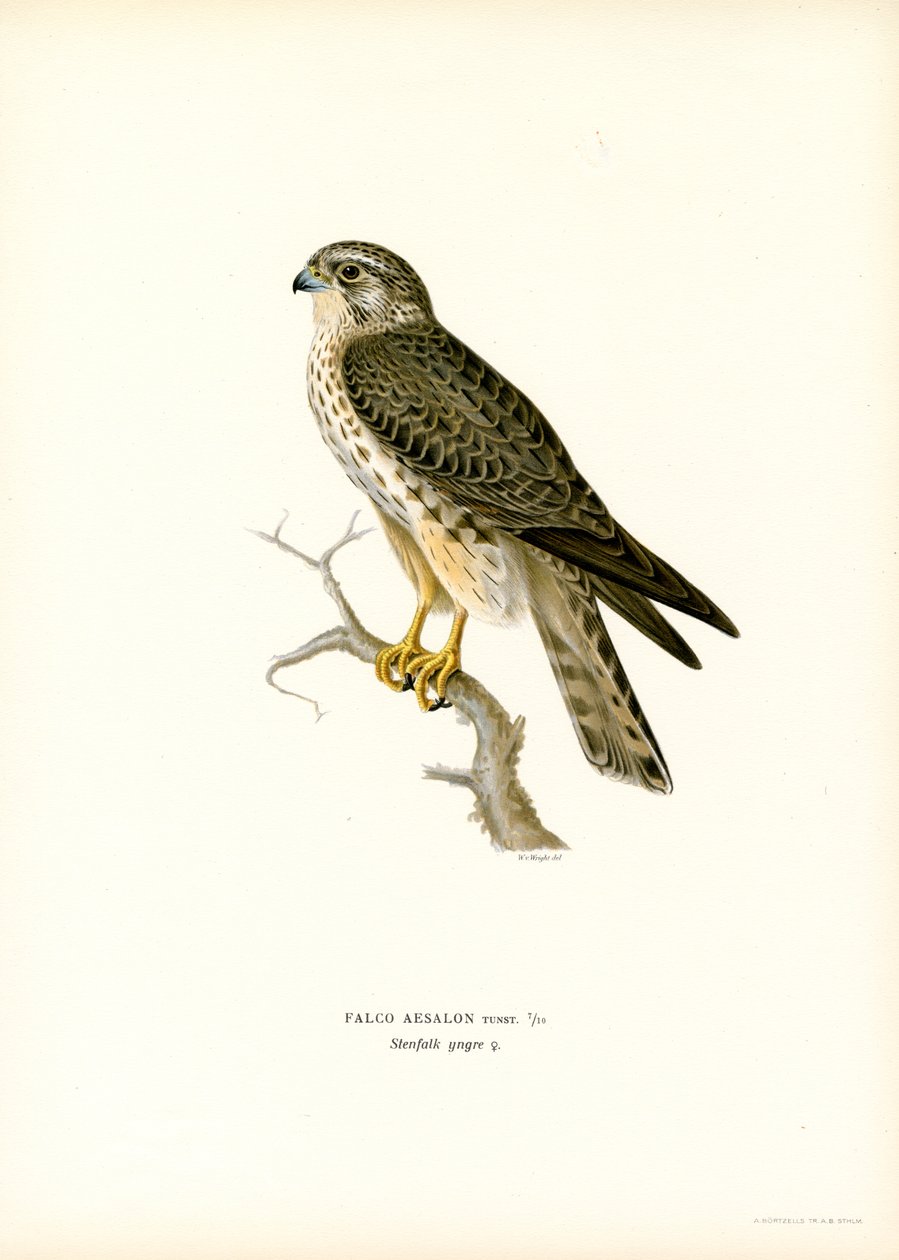 Merlin (cor litho) de Magnus Ferdinand and Wilhelm von Wright