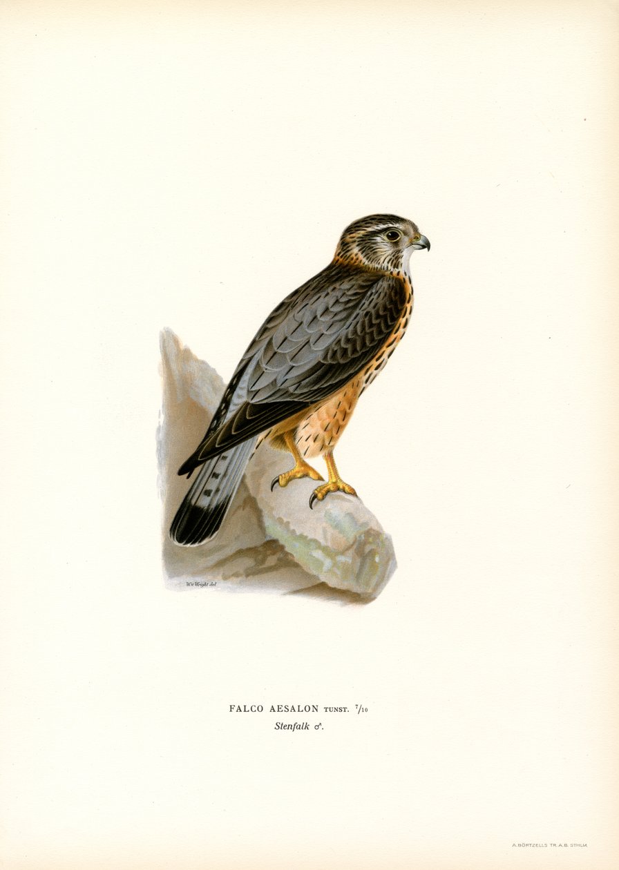 Merlin (cor litho) de Magnus Ferdinand and Wilhelm von Wright