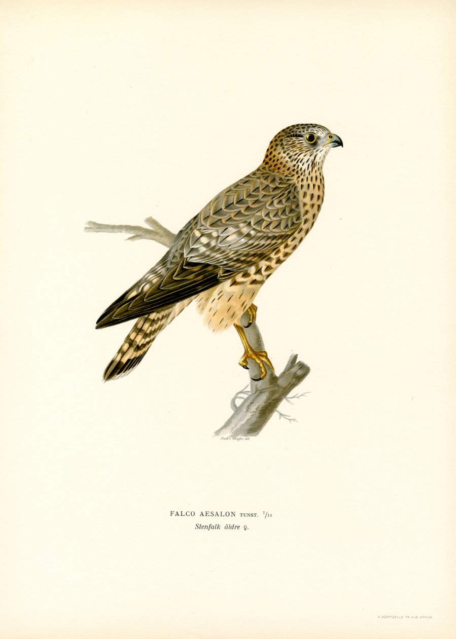 Merlin (lito colorido) de Magnus Ferdinand and Wilhelm von Wright
