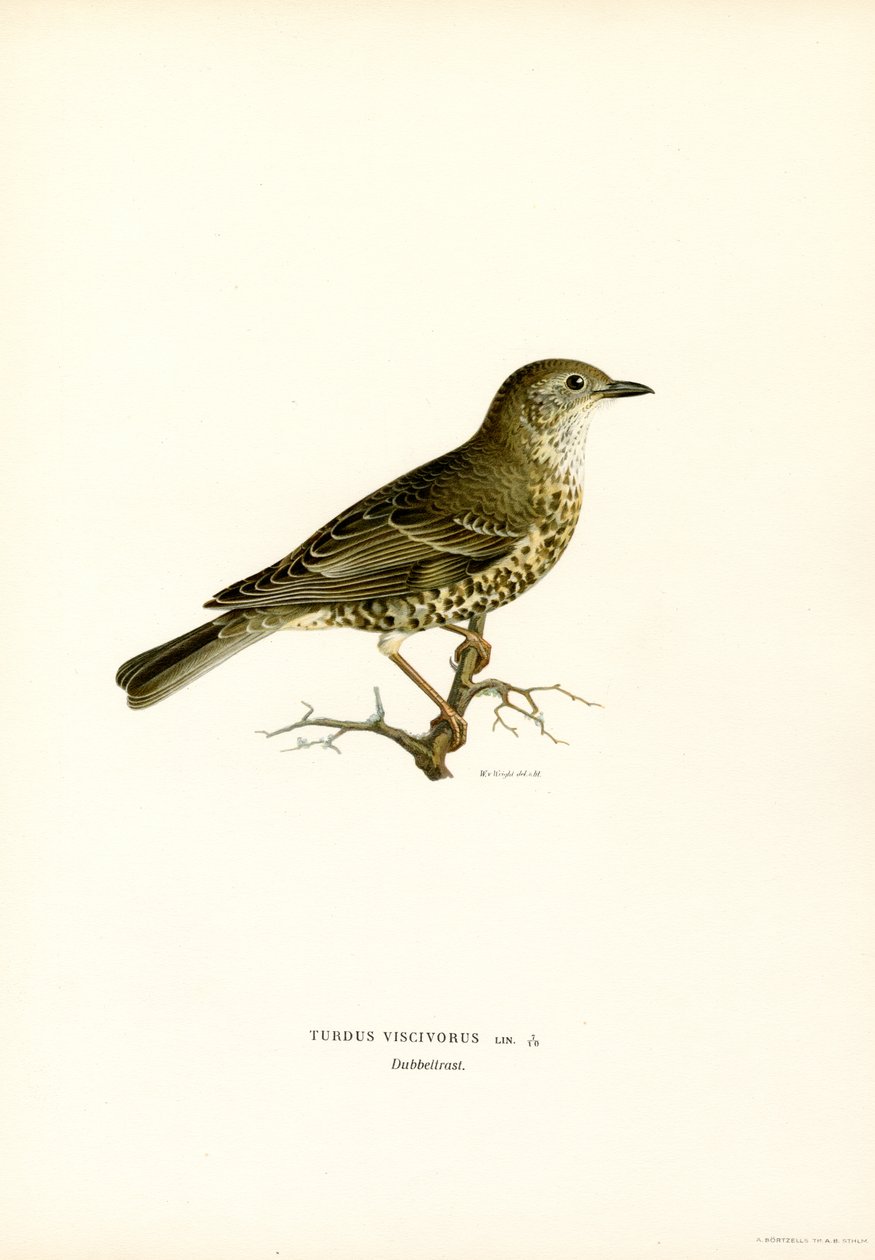 Mistle Thrush (lito a cores) de Magnus Ferdinand and Wilhelm von Wright