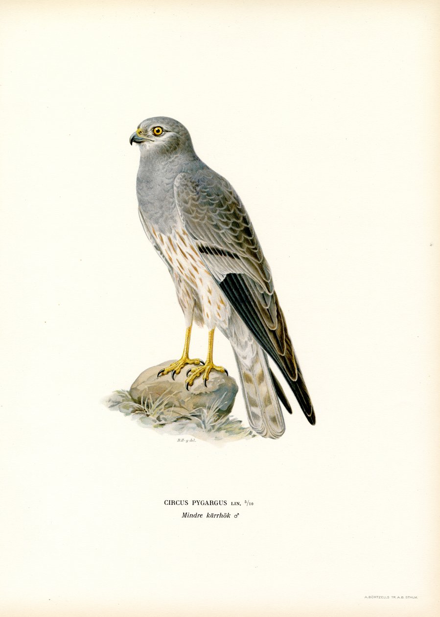 Wiesenweihe von Magnus Ferdinand and Wilhelm von Wright