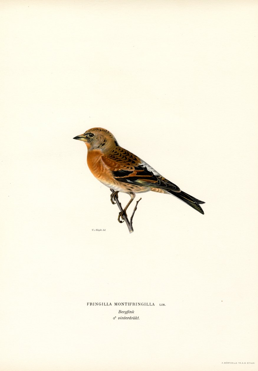 Mountain Finch (lito a cores) de Magnus Ferdinand and Wilhelm von Wright