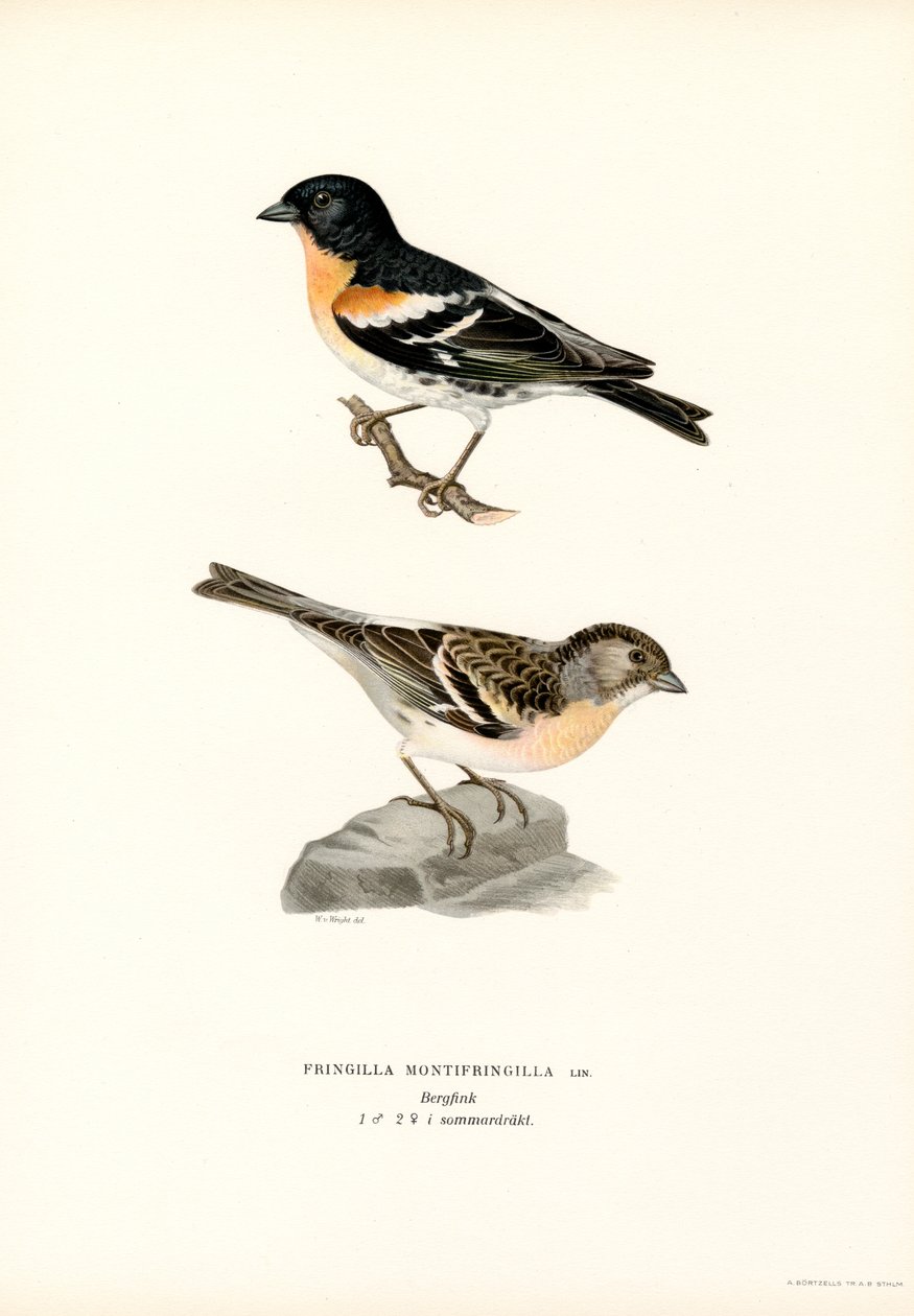 Mountain Finch (lito a cores) de Magnus Ferdinand and Wilhelm von Wright