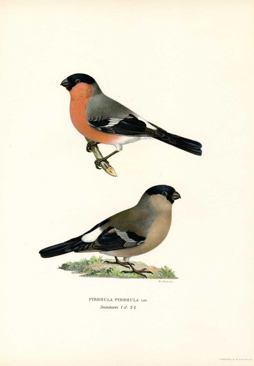 Touro da Eurásia do Norte (cor litho) de Magnus Ferdinand and Wilhelm von Wright