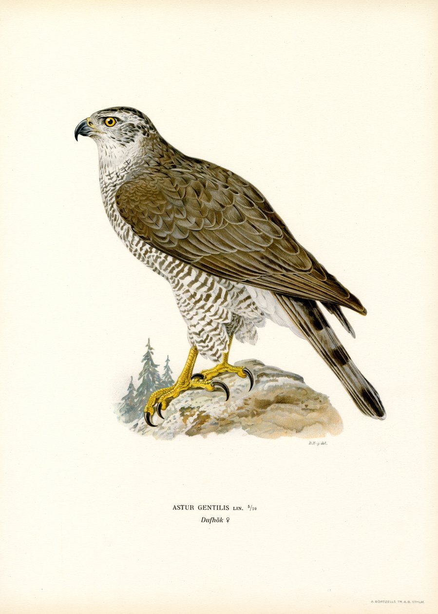 Açor do Norte (lito colorido) de Magnus Ferdinand and Wilhelm von Wright