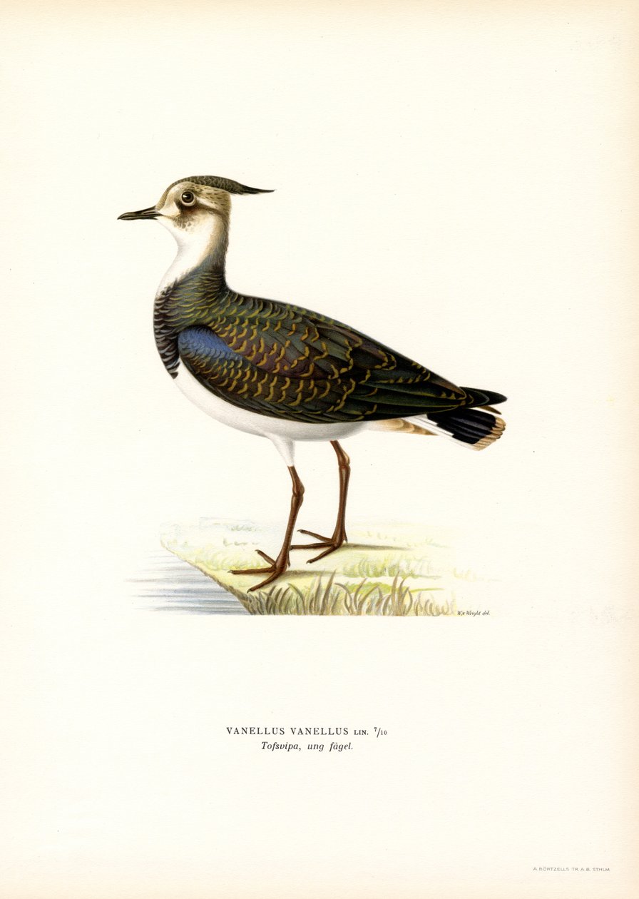 Lapidação do Norte (cor litho) de Magnus Ferdinand and Wilhelm von Wright