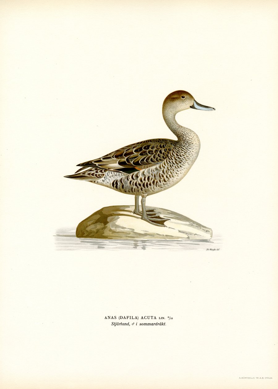 Pintail do Norte (lito colorido) de Magnus Ferdinand and Wilhelm von Wright