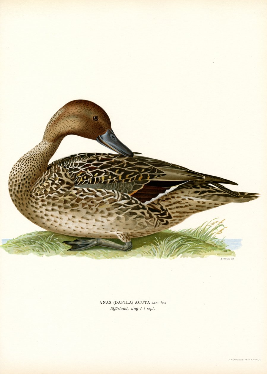 Rabo de Pinho do Norte (cor litho) de Magnus Ferdinand and Wilhelm von Wright