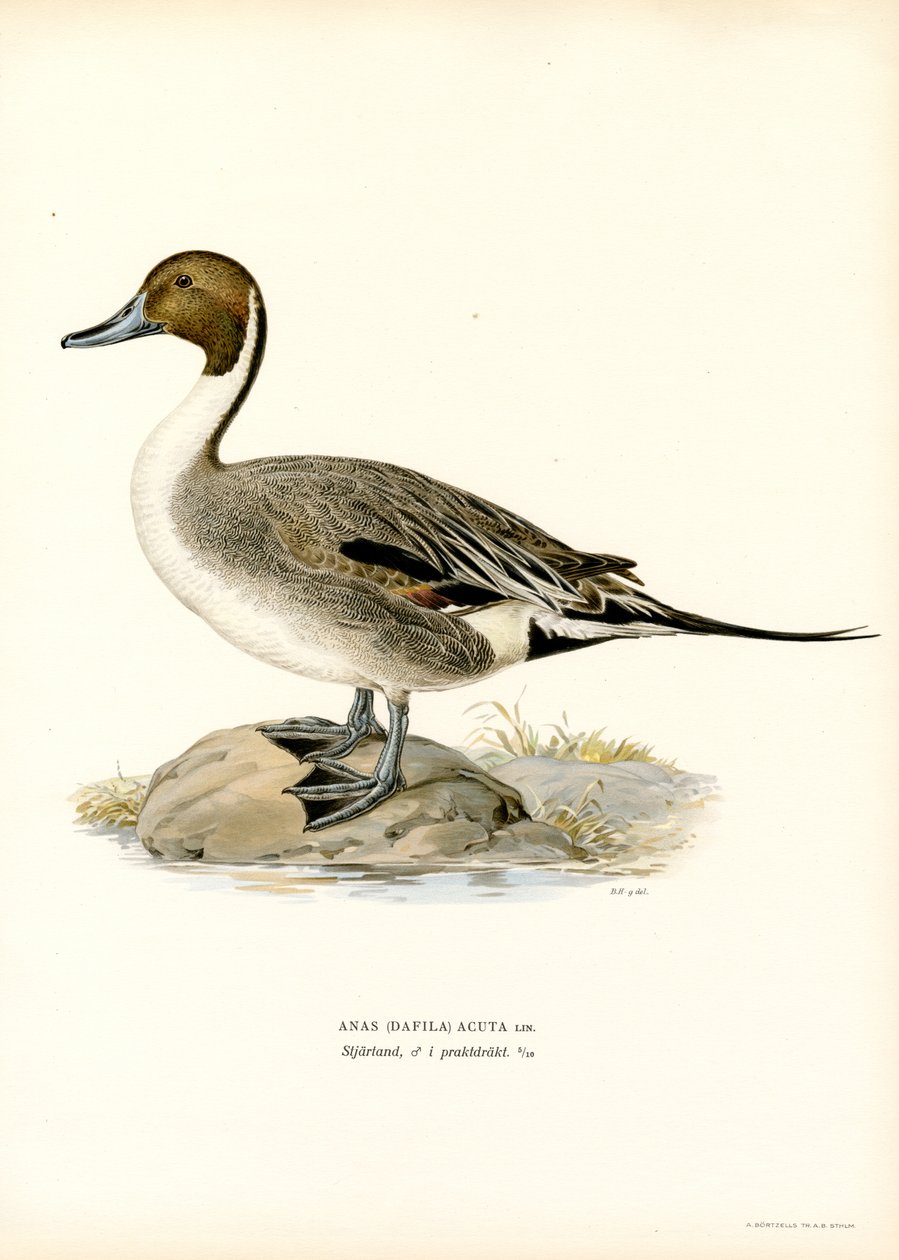 Pintail do Norte (lito colorido) de Magnus Ferdinand and Wilhelm von Wright