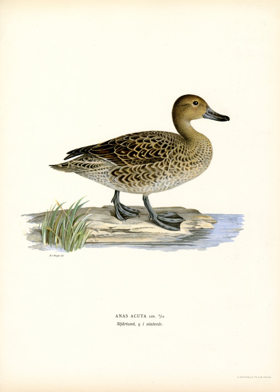 Pintail do Norte (lito colorido) de Magnus Ferdinand and Wilhelm von Wright