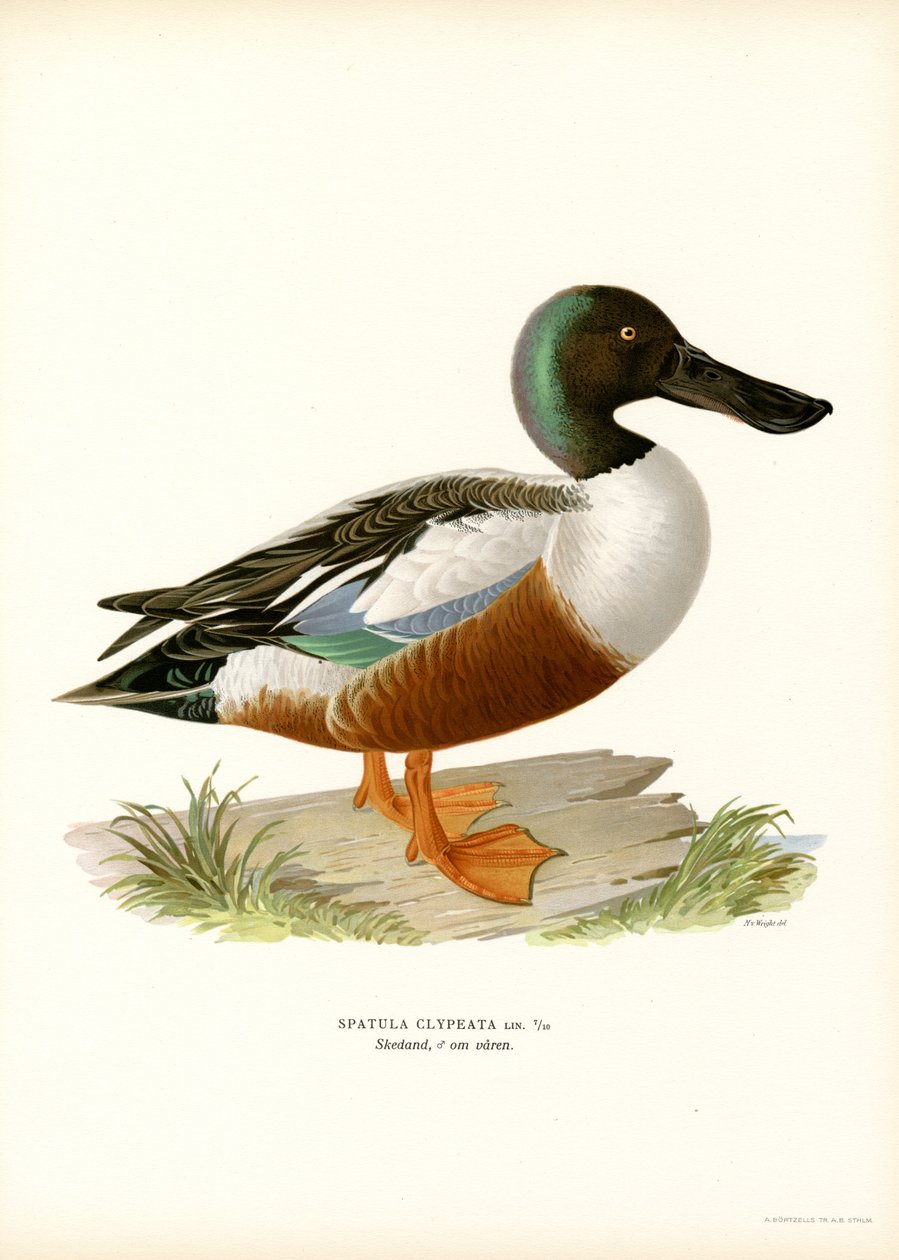 Escavadeira do Norte (lito colorido) de Magnus Ferdinand and Wilhelm von Wright
