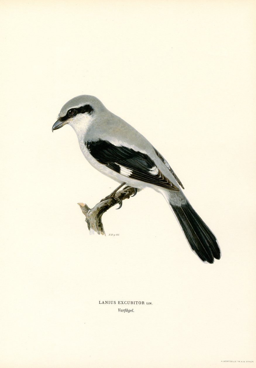 Picanço do Norte (lito colorido) de Magnus Ferdinand and Wilhelm von Wright