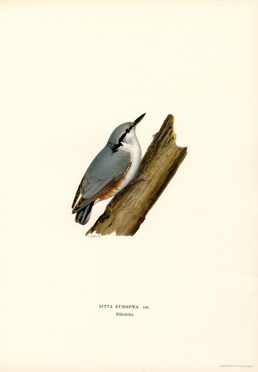 Nuthatch (membros da cor) de Magnus Ferdinand and Wilhelm von Wright