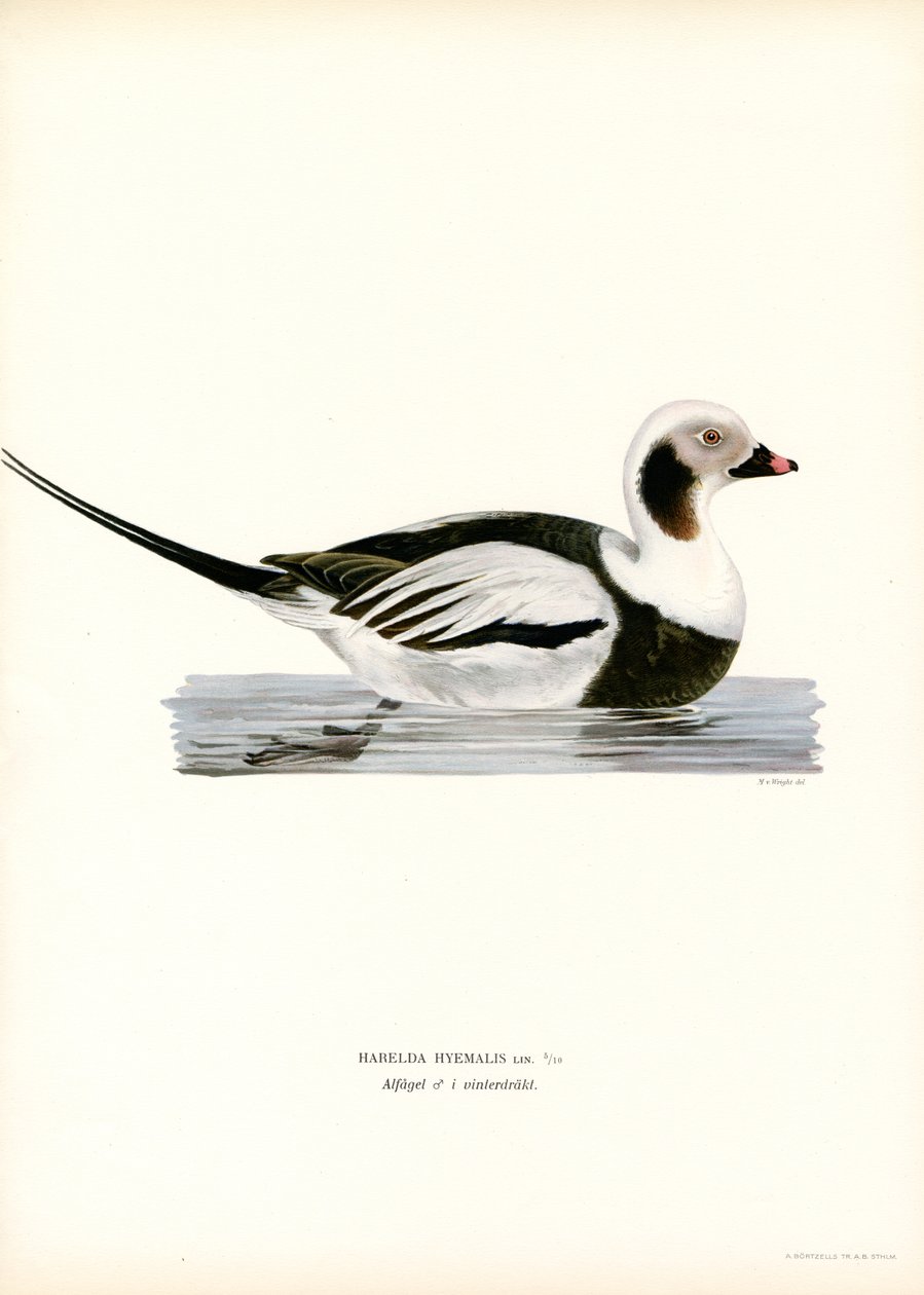 Pato Oldsquaw (lito colorido) de Magnus Ferdinand and Wilhelm von Wright