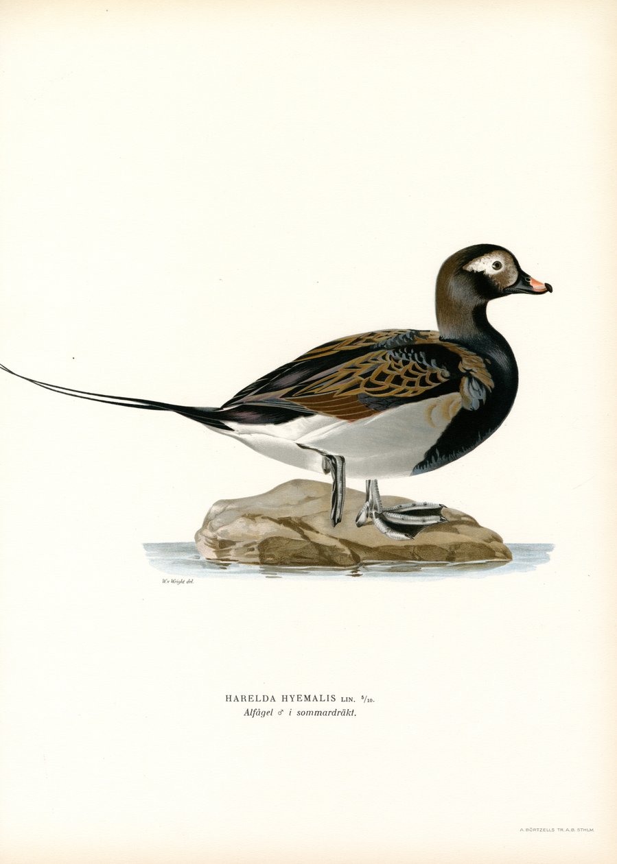 Oldsquaw Duck (cor litho) de Magnus Ferdinand and Wilhelm von Wright