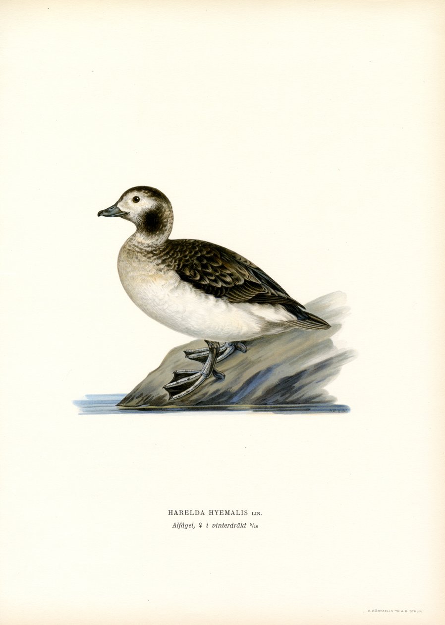 Pato Oldsquaw (lito colorido) de Magnus Ferdinand and Wilhelm von Wright
