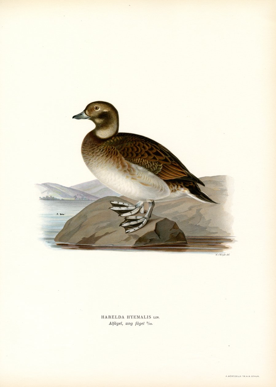 Oldsquaw Duck (cor litho) de Magnus Ferdinand and Wilhelm von Wright