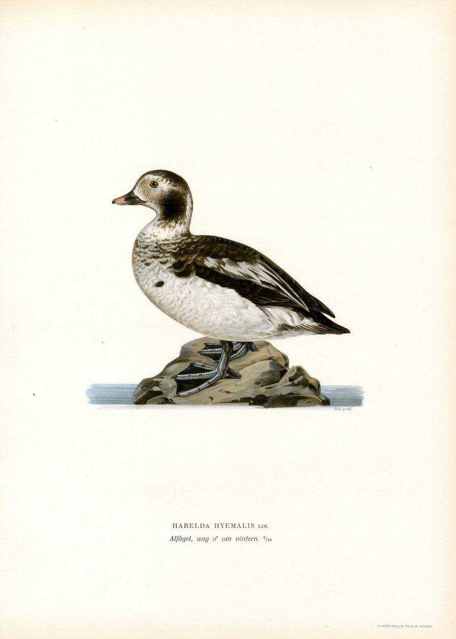 Oldsquaw Duck (cor litho) de Magnus Ferdinand and Wilhelm von Wright