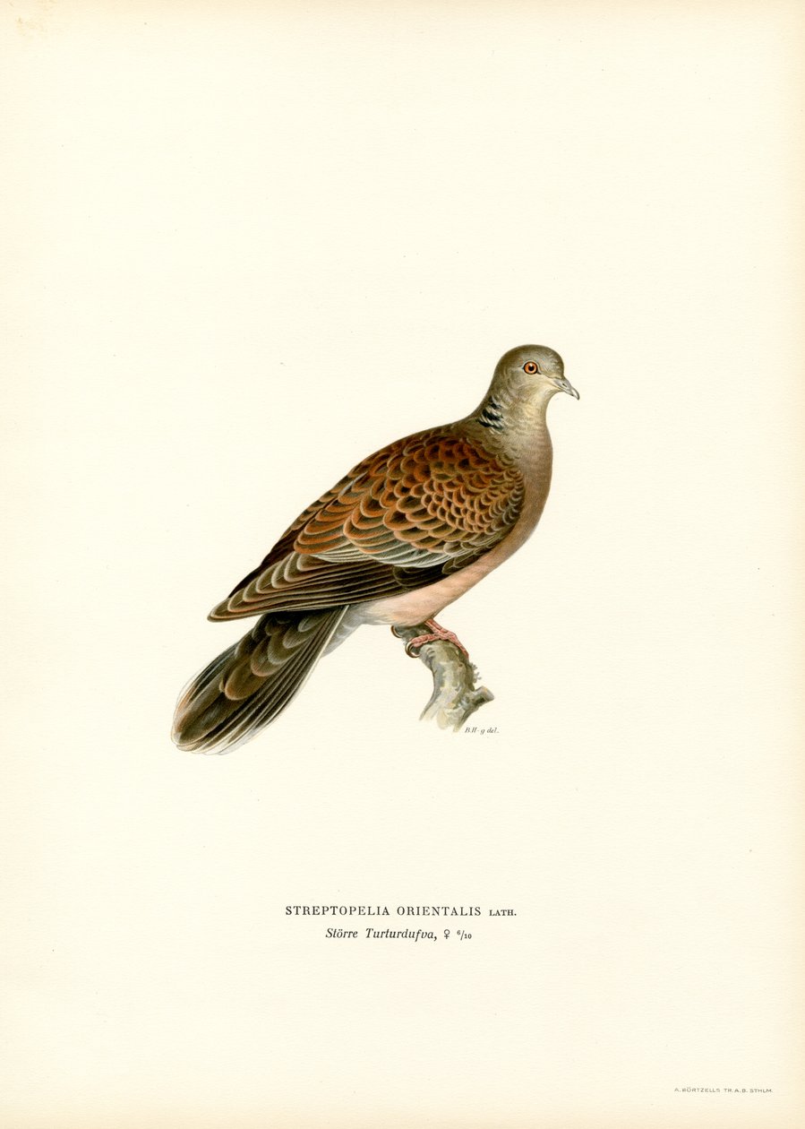 Pomba Tartaruga Oriental (lito colorido) de Magnus Ferdinand and Wilhelm von Wright