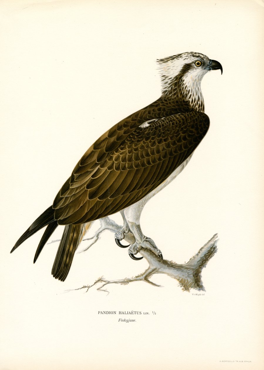 Águia-pesqueira (cor litho) de Magnus Ferdinand and Wilhelm von Wright