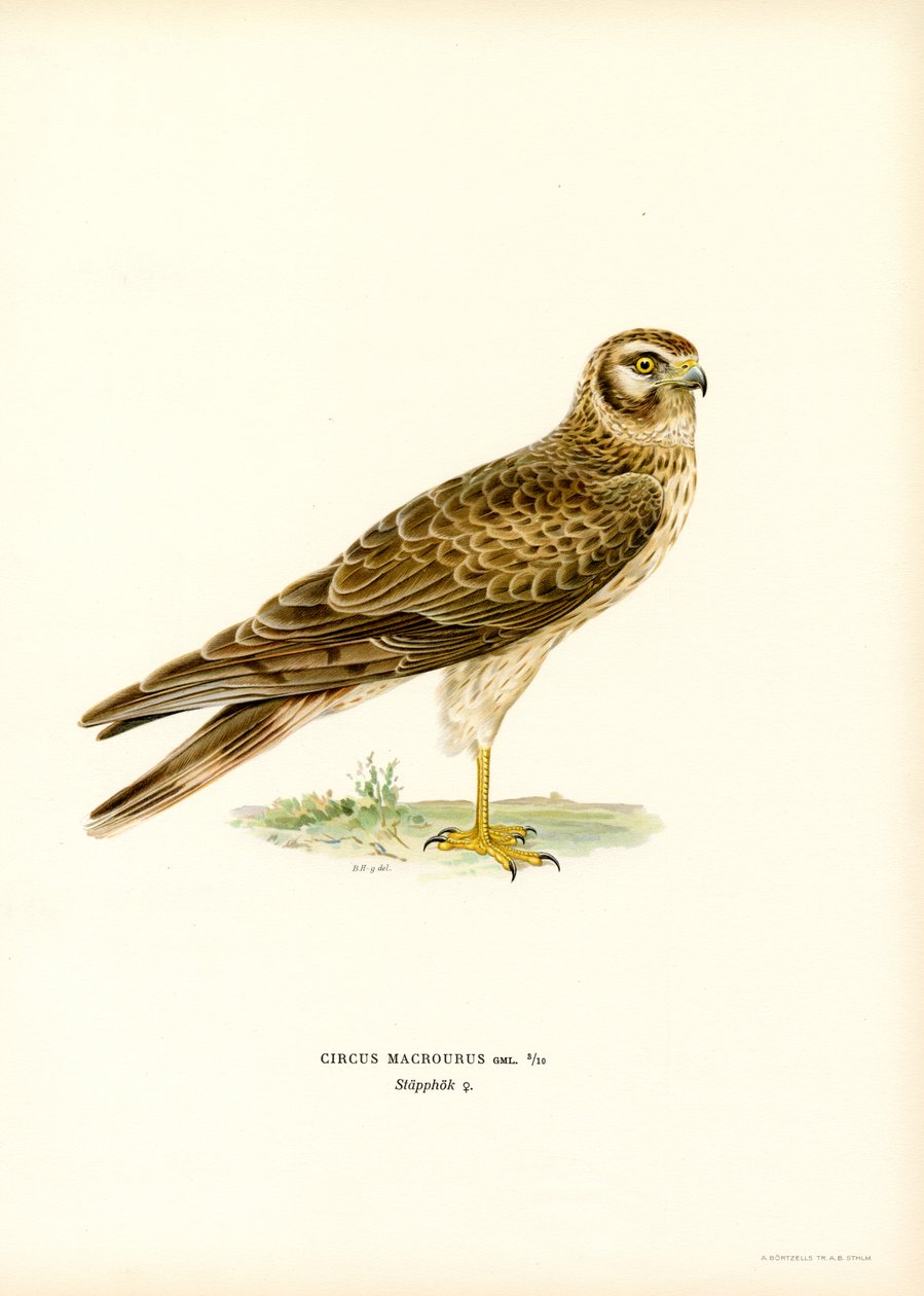 Pallid Harrier (lito a cores) de Magnus Ferdinand and Wilhelm von Wright