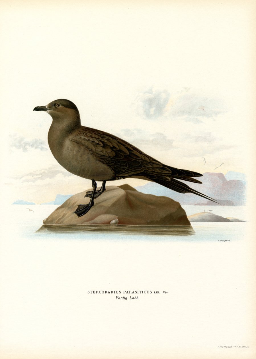 Jaeger parasita (lito colorido) de Magnus Ferdinand and Wilhelm von Wright