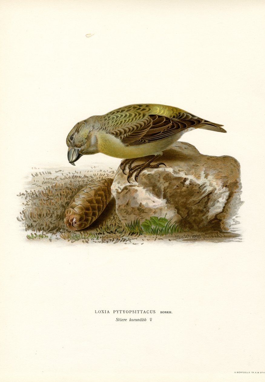 Crossbill de papagaio (cor litho) de Magnus Ferdinand and Wilhelm von Wright
