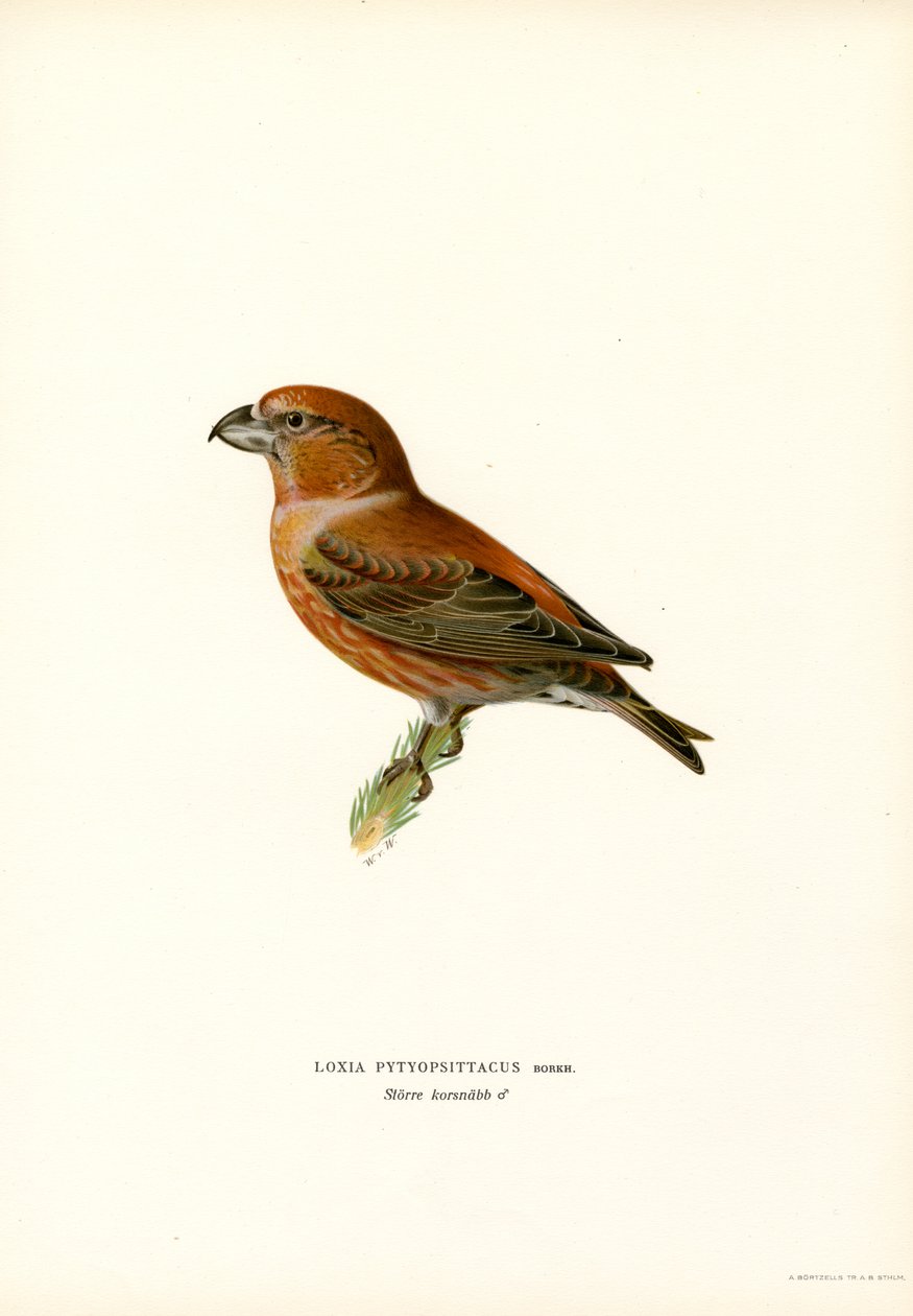 Crossbill de papagaio (cor litho) de Magnus Ferdinand and Wilhelm von Wright