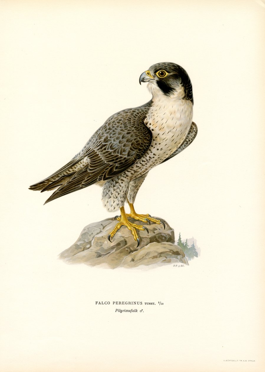 Falcão Peregrino (cor litho) de Magnus Ferdinand and Wilhelm von Wright