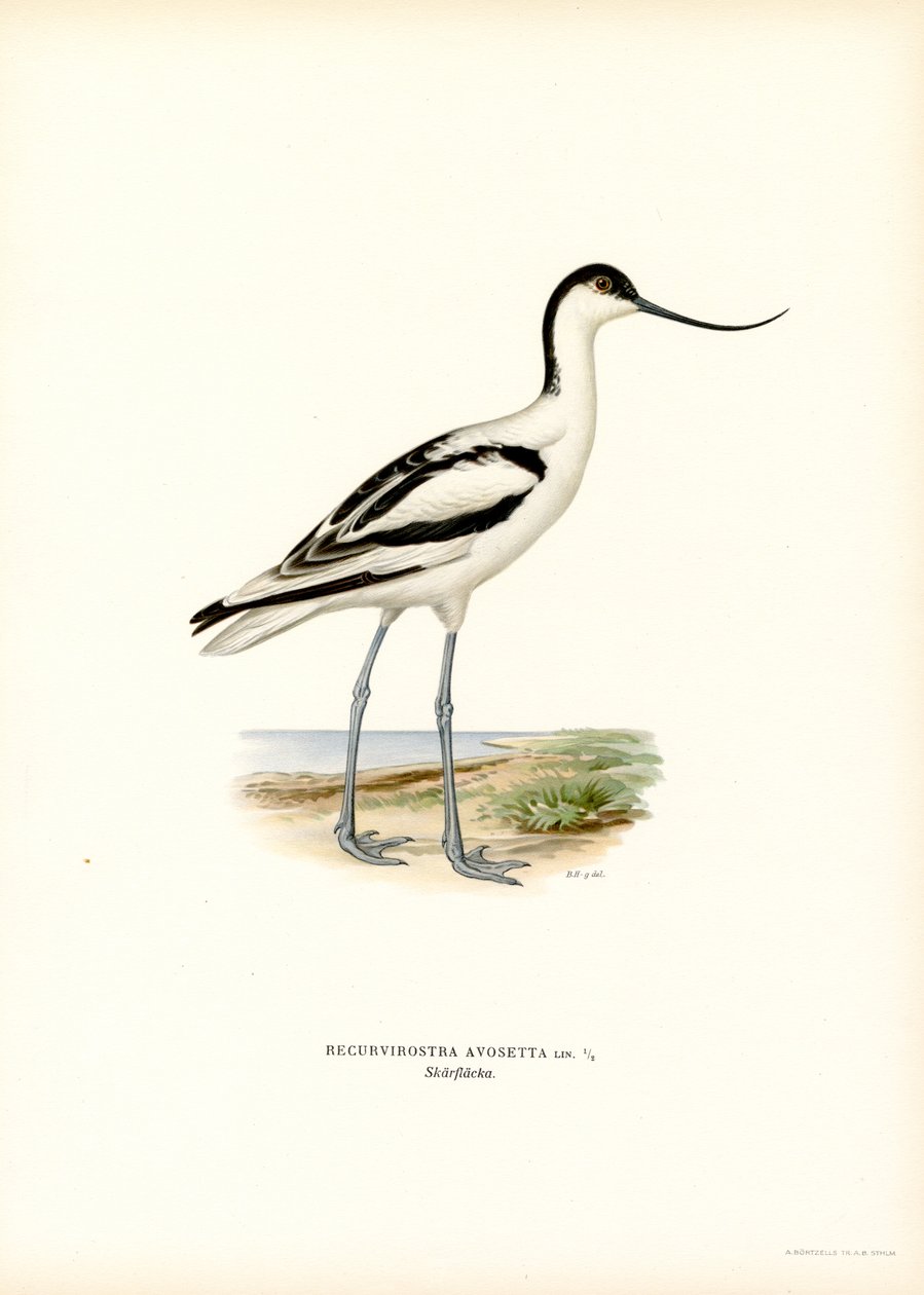 Pé Avocet (cor litho) de Magnus Ferdinand and Wilhelm von Wright