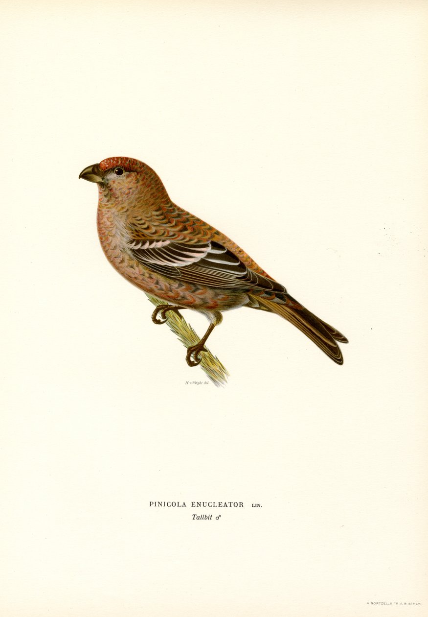 Pinho Touro (cor litho) de Magnus Ferdinand and Wilhelm von Wright