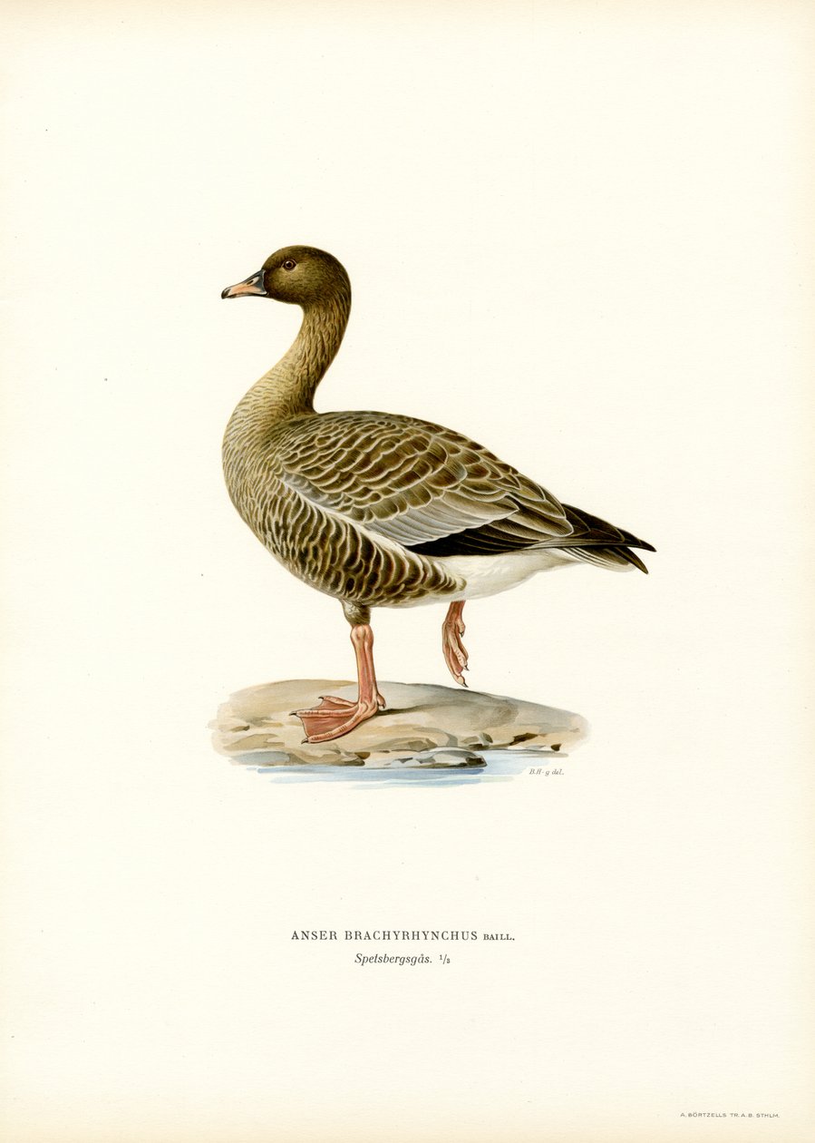 Ganso-de-pés-rosados (cor litho) de Magnus Ferdinand and Wilhelm von Wright