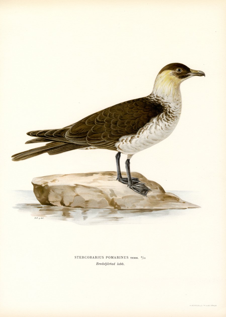 Pomarine Skua (cor litho) de Magnus Ferdinand and Wilhelm von Wright