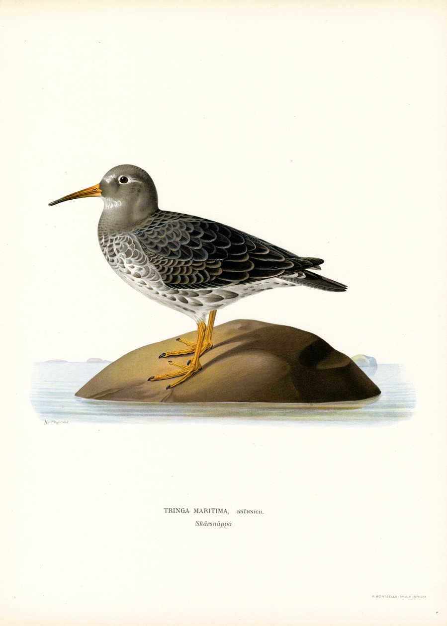 Maçarico de areia púrpura (cor litho) de Magnus Ferdinand and Wilhelm von Wright