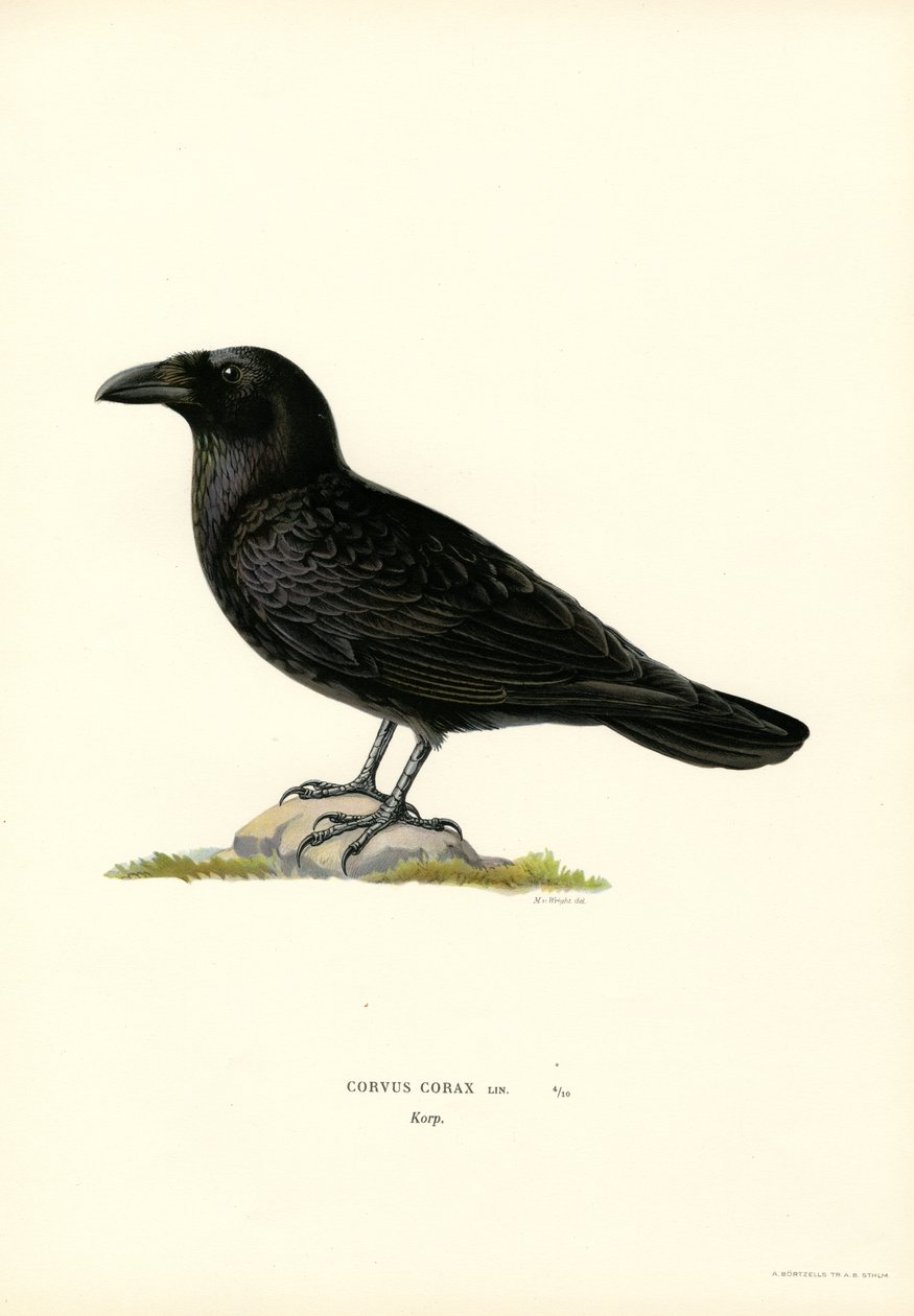 Raven (lito colorido) de Magnus Ferdinand and Wilhelm von Wright