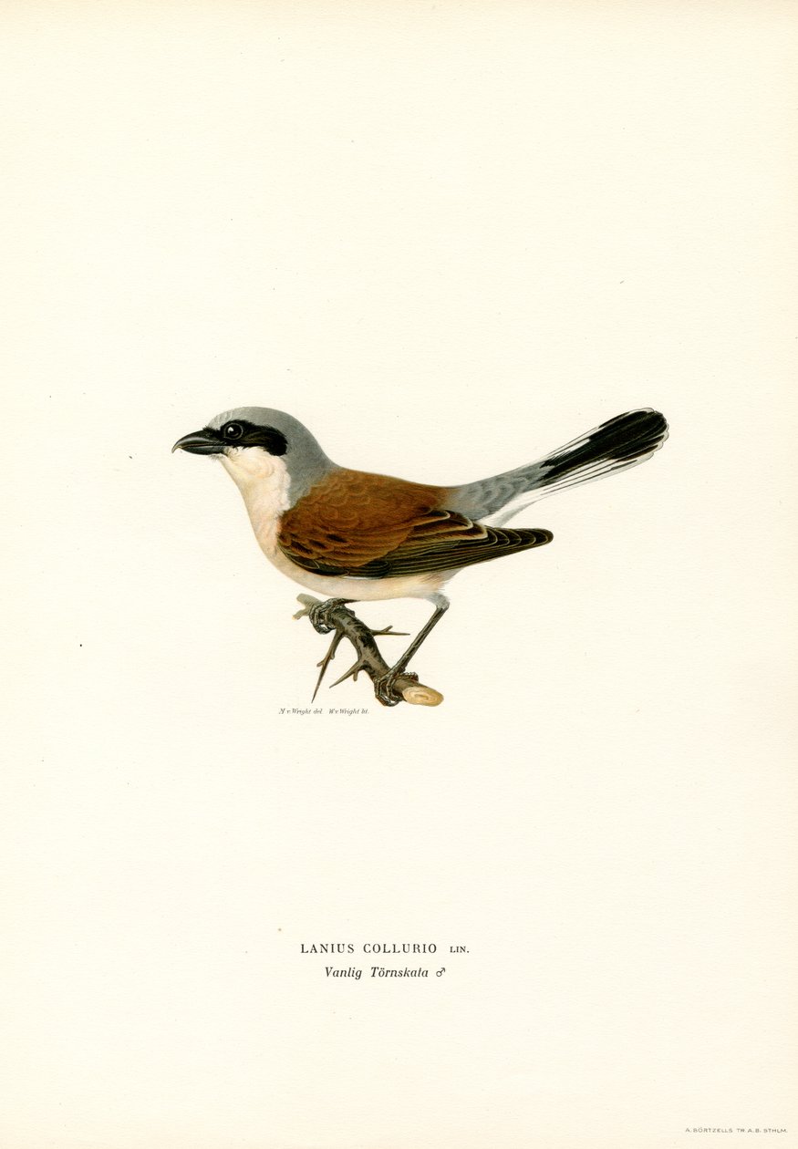 Shrike de costas vermelhas (cor litho) de Magnus Ferdinand and Wilhelm von Wright