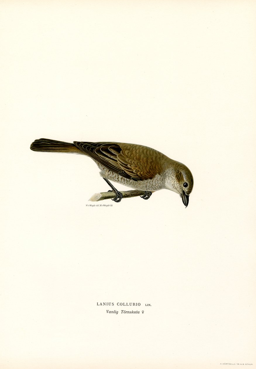 Shrike de costas vermelhas (cor litho) de Magnus Ferdinand and Wilhelm von Wright
