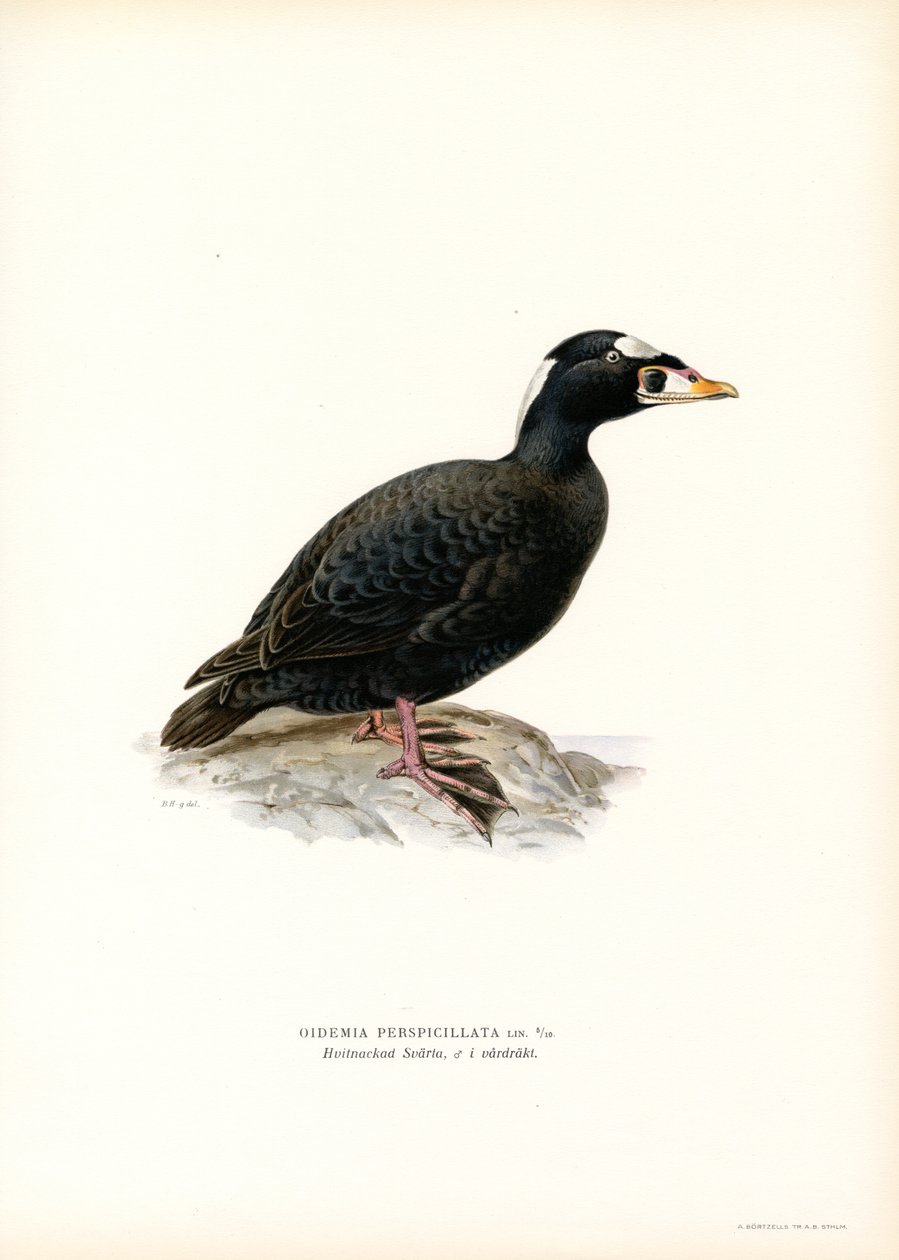 Scoter de bico vermelho (cor litho) de Magnus Ferdinand and Wilhelm von Wright