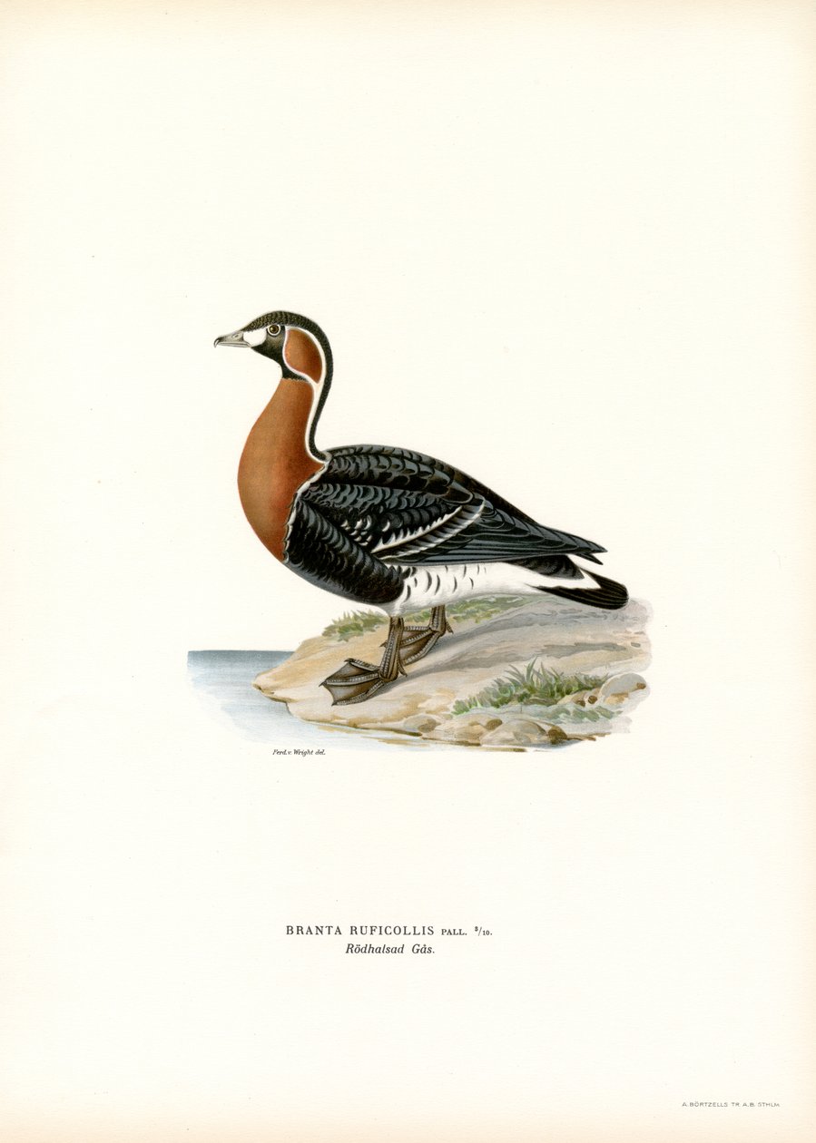 Ganso-de-peito-vermelho (lito colorido) de Magnus Ferdinand and Wilhelm von Wright