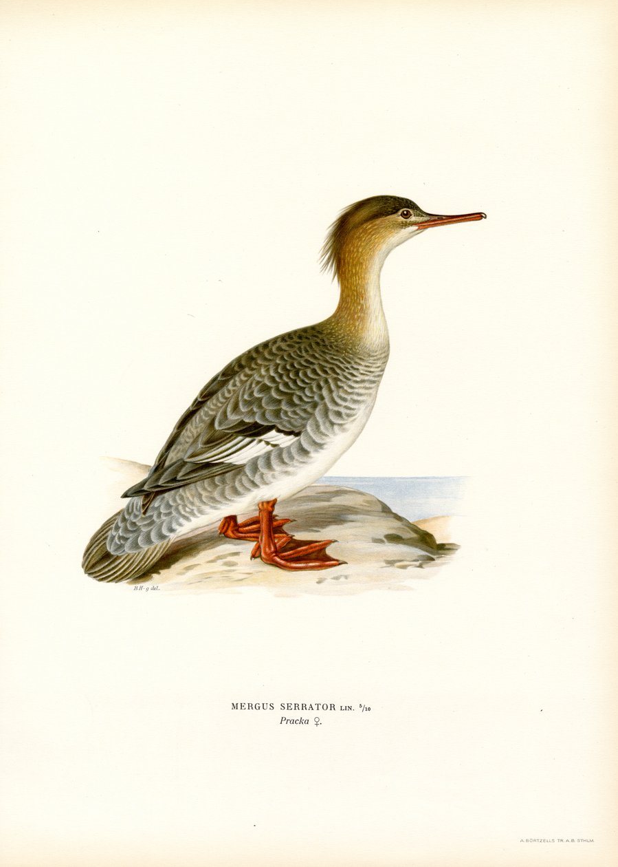 Merganser de peito vermelho (cor litho) de Magnus Ferdinand and Wilhelm von Wright